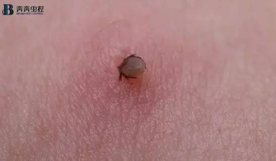 解讀蜱蟲(chóng)預(yù)防與處理，值得收藏！