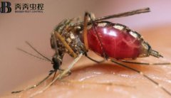 四害之一蚊子！每年致死人數(shù)超過(guò)72.5萬(wàn)人