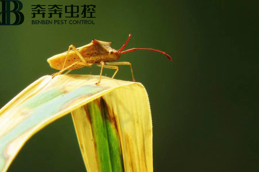 臭蟲害人嗎？如何消滅臭蟲？