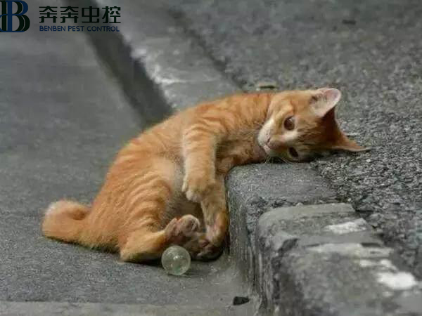 上海抓野貓抓流浪貓的公司有哪些？
