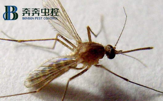 家中常見(jiàn)蟲子有蟑螂、蒼蠅、蚊子、米蛾、蜘蛛