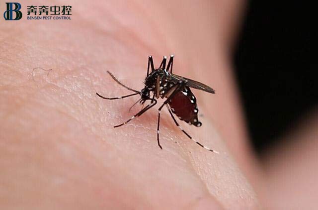 夏天 滅蚊子很重要！