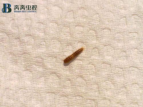 你家的廚房、衛(wèi)生間頻繁出現(xiàn)小蟲子嗎？