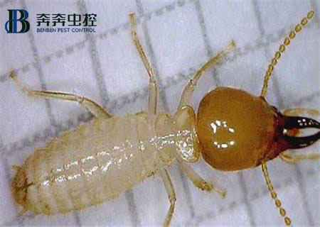家里為什么會(huì)出現(xiàn)白蟻？