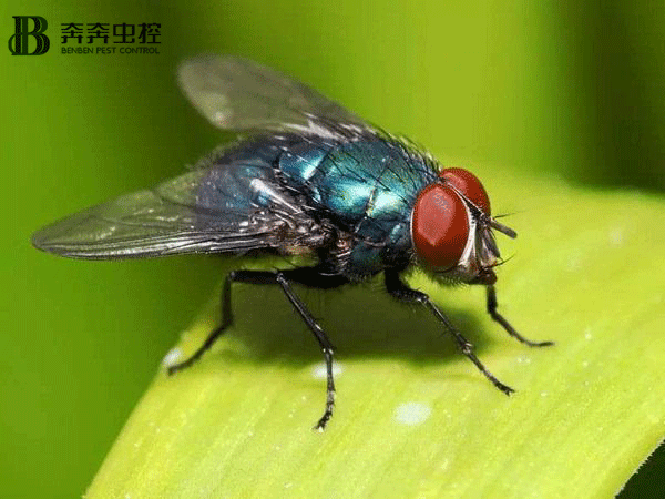 夏天家中蒼蠅太多了？上海奔奔教您：輕松把蒼