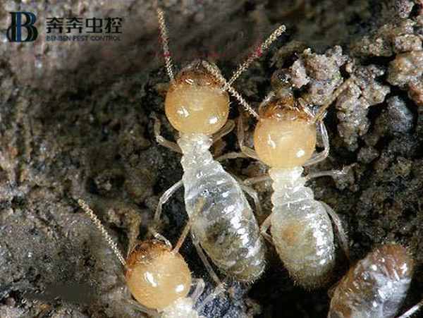 白蟻雖小，危害極大，它們的破壞力極為驚人