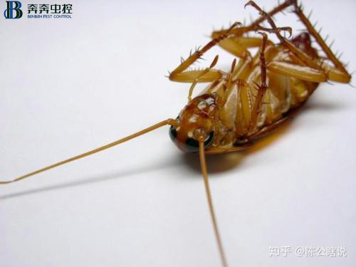 家里有蟑螂？蟑螂來多少滅多少