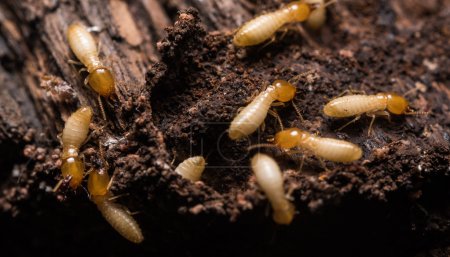 上海除蟲：如何區(qū)分家里的螞蟻和白蟻？