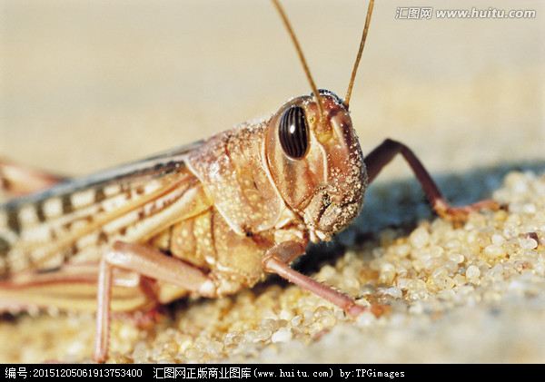 上海除蟲(chóng)：關(guān)于沙漠蝗蟲(chóng)的小知識(shí)