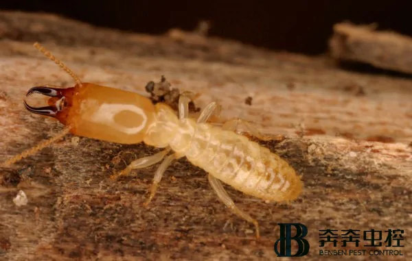 白蟻對(duì)房子的危害有哪些？