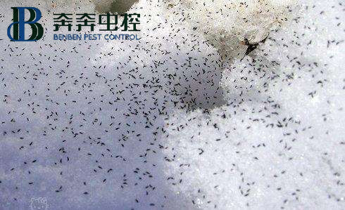 冬天雪地里出現(xiàn)的成群小蟲(chóng)子是什么？