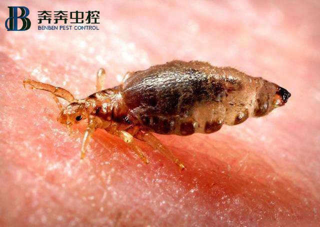 家里發(fā)現(xiàn)臭蟲(chóng)，應(yīng)該怎么消滅它們?