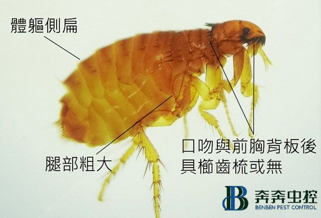 跳蚤多久不吃東西才能被餓死？跳蚤怎么消滅？
