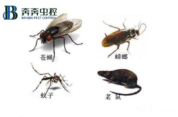 當(dāng)酒店賓館遇到了蟑鼠蚊蟲，會給客人帶來哪些糟糕的體驗？