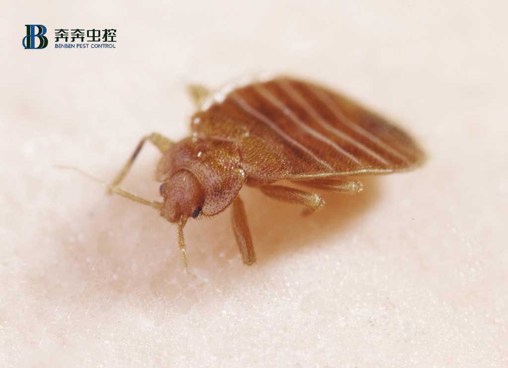 如何滅臭蟲？防治臭蟲有哪些可行的方法？