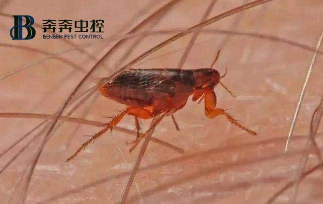 居家防治跳蚤，有哪些方法可以隨手做？