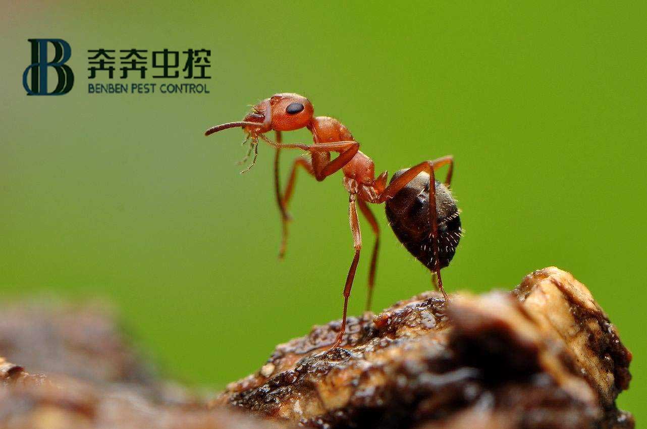 螞蟻怎么消滅？