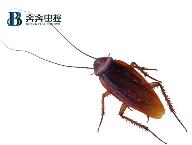 家里有蟑螂怎么辦，教你如何滅蟑和防蟑