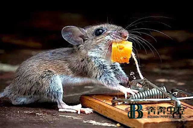 家里有老鼠怎么辦？怎樣有效的消滅老鼠？