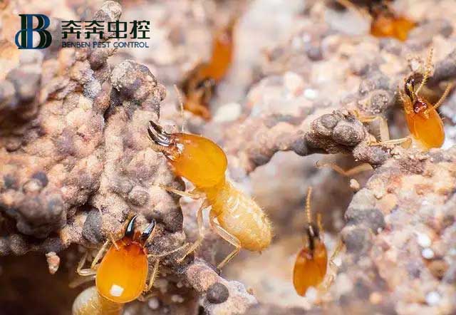 消滅白蟻有哪些方法？