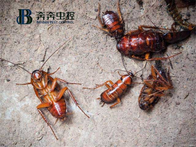 如何有效防治蟑螂？