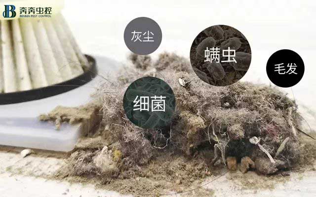 小螨蟲大危害，除蟲公司來解決