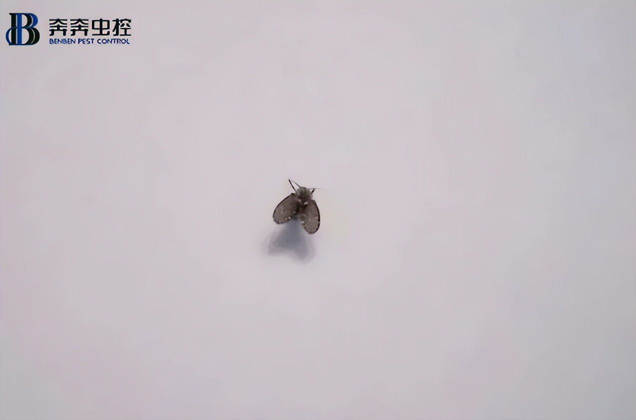 除蟲公司如何消滅黑色小飛蟲？