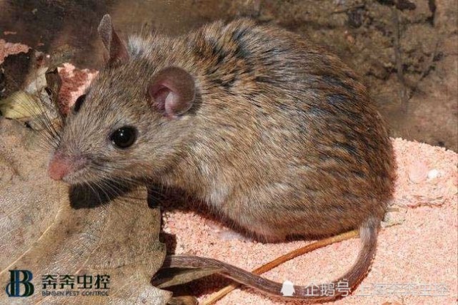 滅鼠公司給大家講最佳滅鼠方法及防護方法 