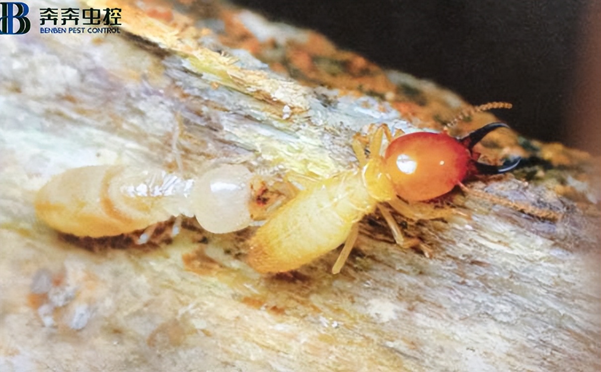 家里發(fā)現(xiàn)白蟻該怎么處理？