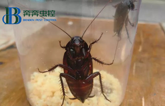  看見蟑螂可以直接踩死嗎？