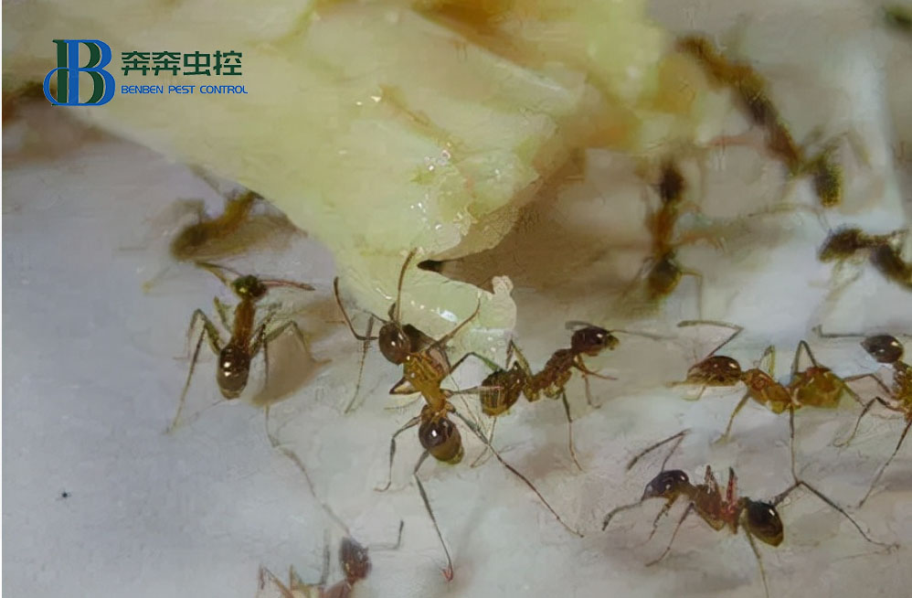 室內(nèi)有很多螞蟻怎么辦？螞蟻出現(xiàn)的原因是什么？