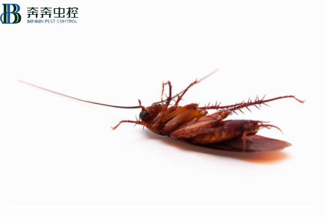 昆蟲死后為什么都是“四腳朝天”的？
