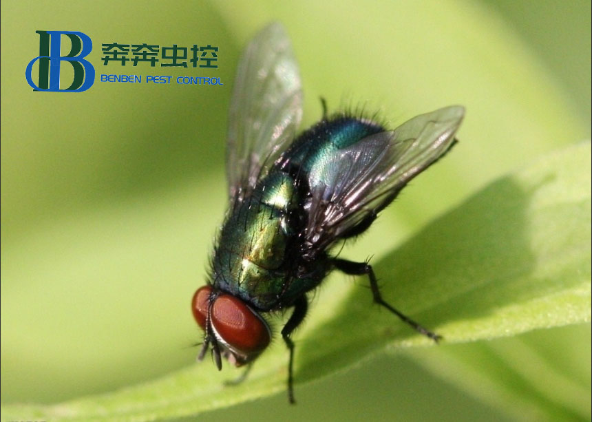 怎樣才能正確有效地防治蒼蠅？