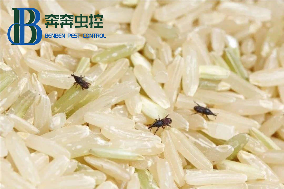 米和面為什么會(huì)無(wú)緣無(wú)故長(zhǎng)蟲(chóng)？其實(shí)你吃的飯都可能含有蟲(chóng)卵