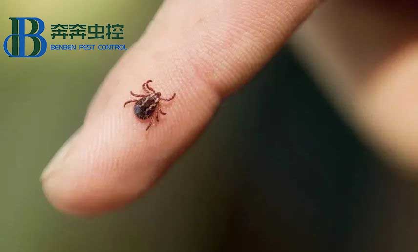 夏天露營(yíng)，昆蟲(chóng)進(jìn)入高發(fā)期，奔奔蟲(chóng)控教你如何防護(hù)