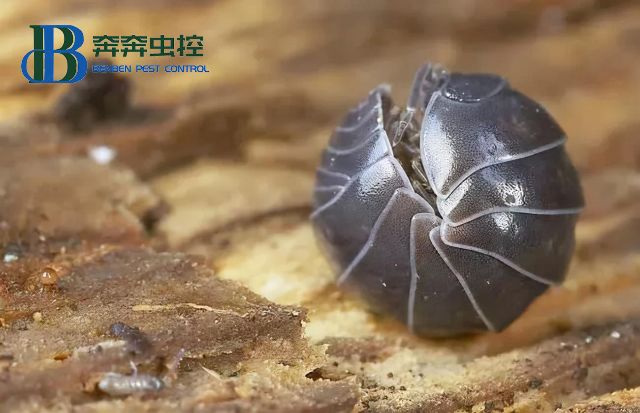 臥室里的潮蟲(chóng)都藏在哪里？