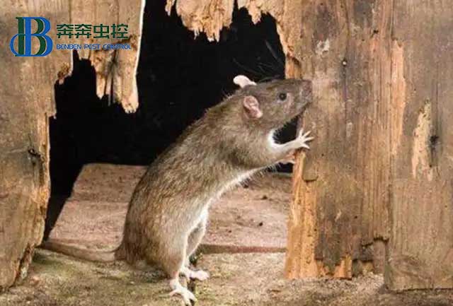 老鼠爬上了天花板怎么辦？