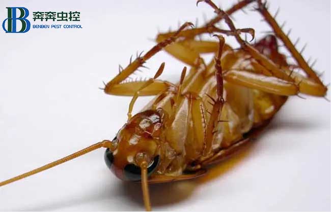蟑螂防治需要注意什么？
