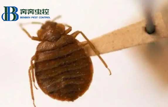 室內(nèi)突然有了臭蟲，它是從哪兒來的？