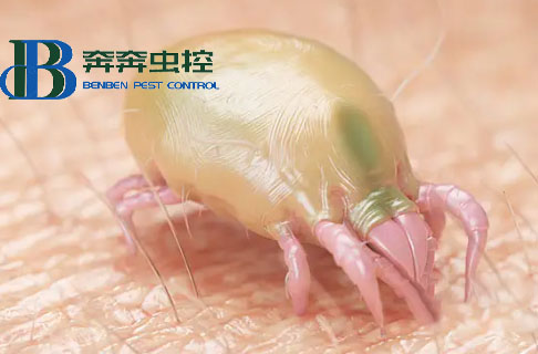 床上螨蟲多了是什么表現(xiàn)？