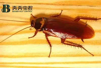 家里發(fā)現(xiàn)蟑螂？怎么快速根除？