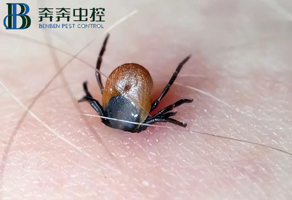蜱蟲是什么？如何預防蜱蟲叮咬？