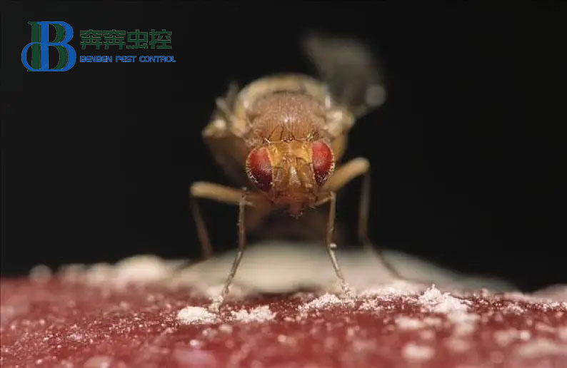 專業(yè)蟲控公司教大家如何滅果蠅！