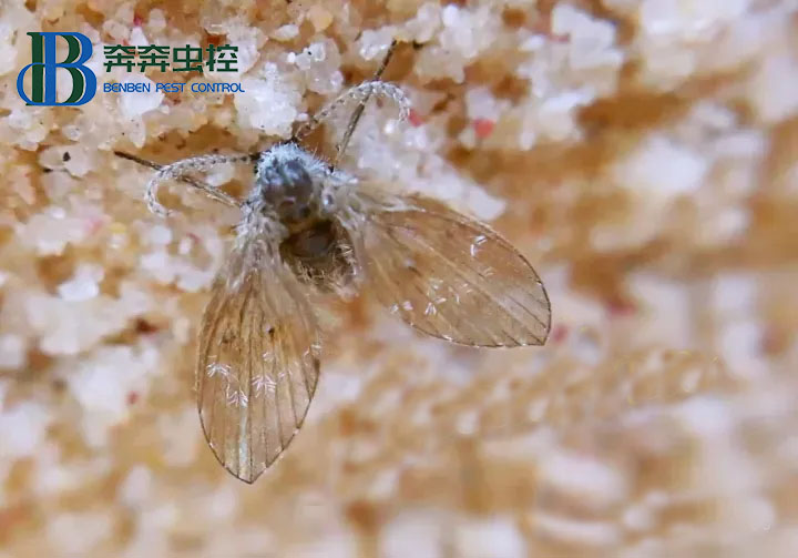 蛾蠓有什么危害？如何消滅蛾蠓