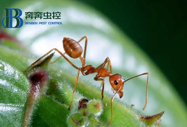 家里出現(xiàn)螞蟻怎么辦？要如何除根