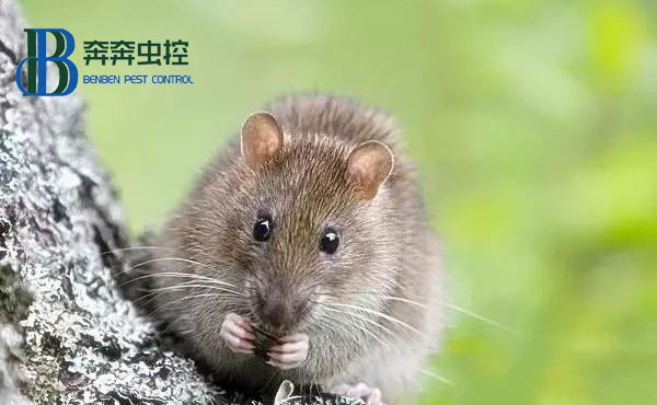 對(duì)付室內(nèi)老鼠，粘鼠板怎么用？