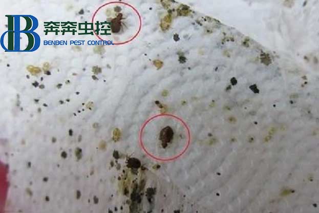 廚房的蟑螂怎么消滅？