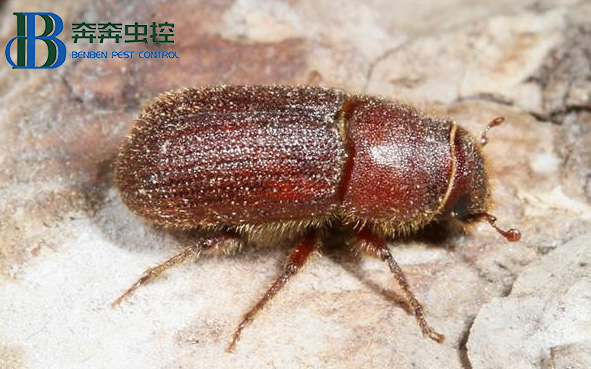 如何消滅“木老虎”粉蠹蟲？