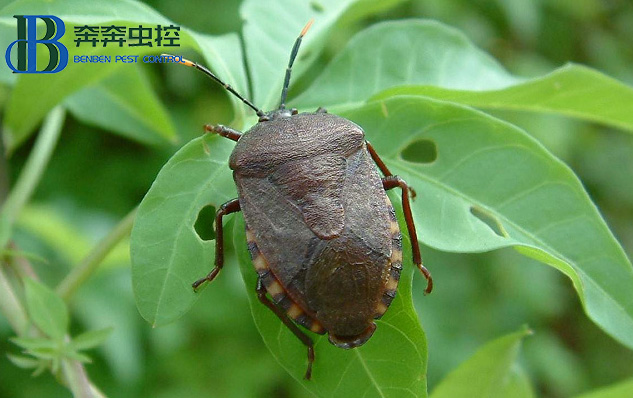 如何防治椿象？