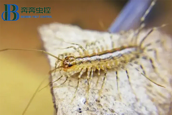 家里出現(xiàn)蚰蜒怎么去除？